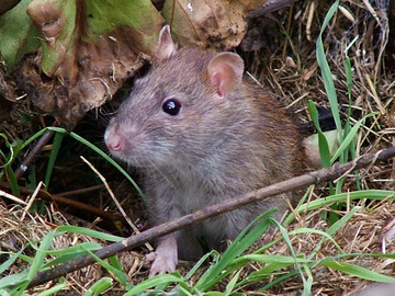 Ratten sind überall © Flickr whiskymac