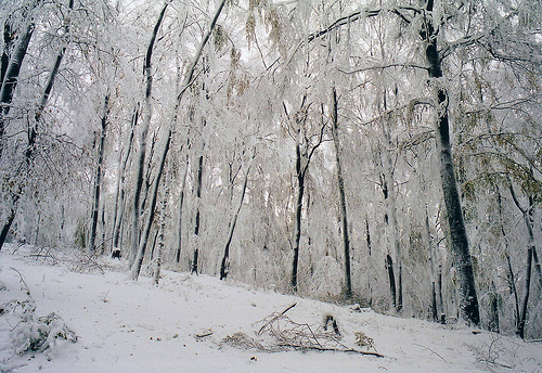Wintereinbruch © Flickr /Jens-Olaf