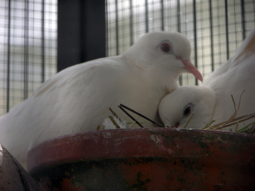 Frieden hinter Gittern ©Flickr/alexfiles