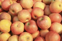 Lecker-Schmecker-Monat September: Heimisches Obst und Gemüse mit Frischegarantie