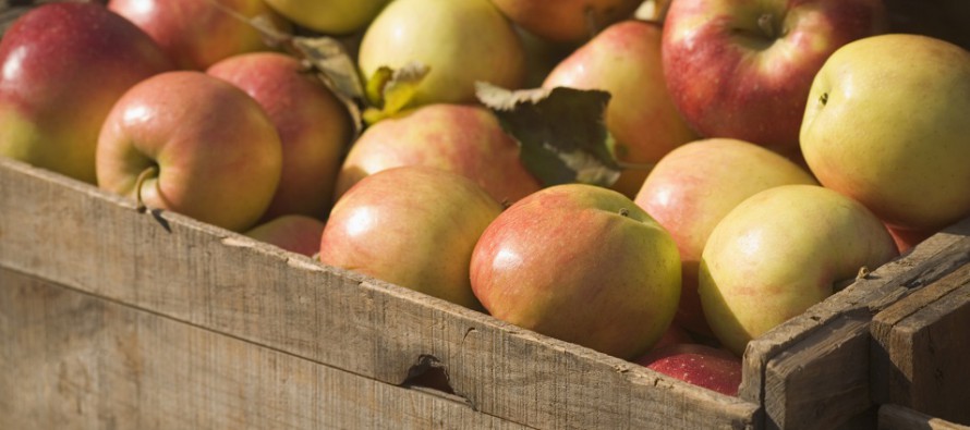 Nach der Ernte: So lagern Sie Ihre Äpfel korrekt