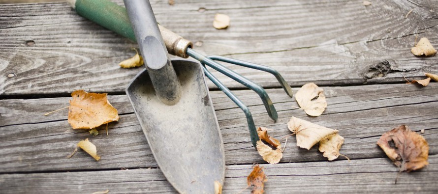 Der Garten im November: Auf zur Schlussoffensive