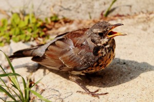 Festmahl für Vögel: Selbstgemachte Meisenknödel