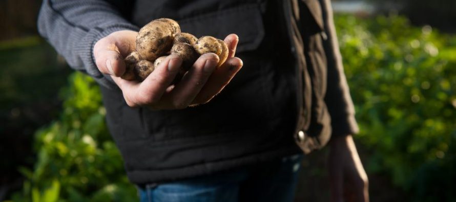 Nachhaltige Ernährung: Warum regional und saisonal einkaufen besser ist