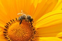 Garten oder Balkon insektenfreundlich gestalten