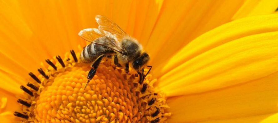 Garten oder Balkon insektenfreundlich gestalten